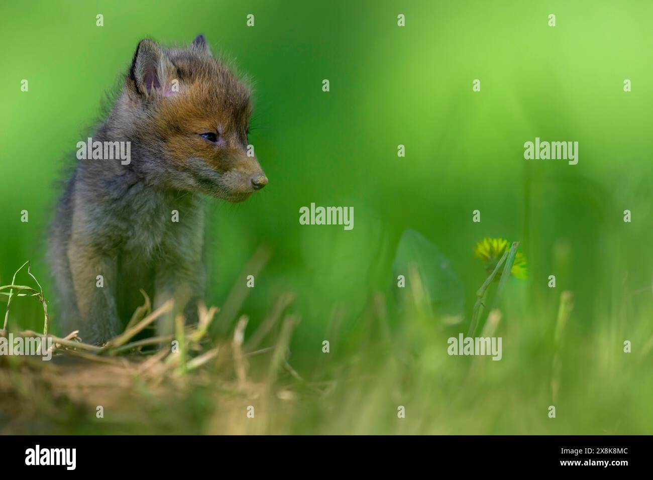 Ein junger Fuchs (Vulpes vulpes) blickt auf einer grünen Wiese zur Seite, Pflanzen und weiches Licht im Hintergrund, Guxhagen, Hessen, Deutschland Stockfoto