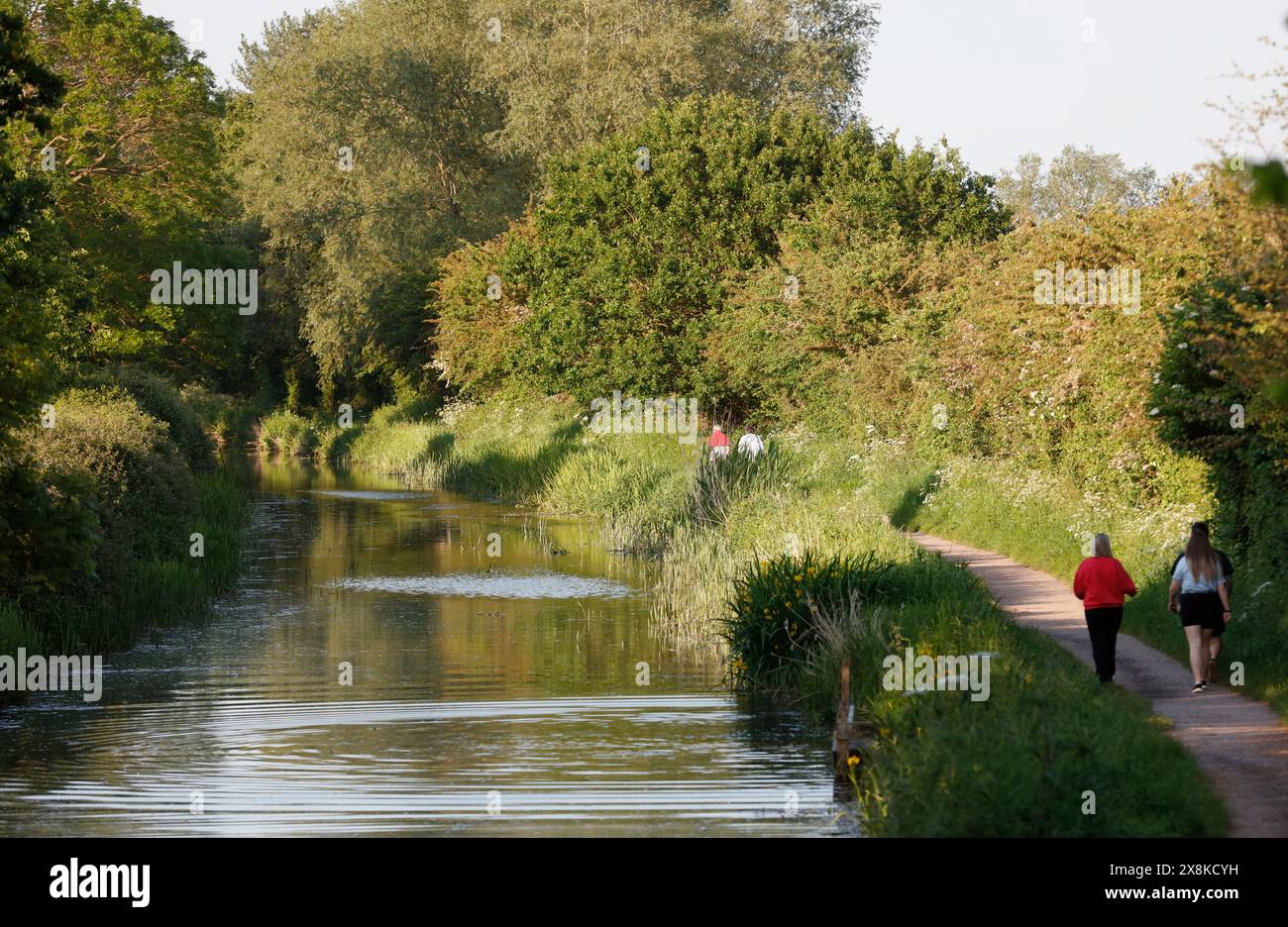 Bridgewater & Taunton Canal, Creech St Michael, Taunton, Somerset, England, Vereinigtes Königreich Stockfoto