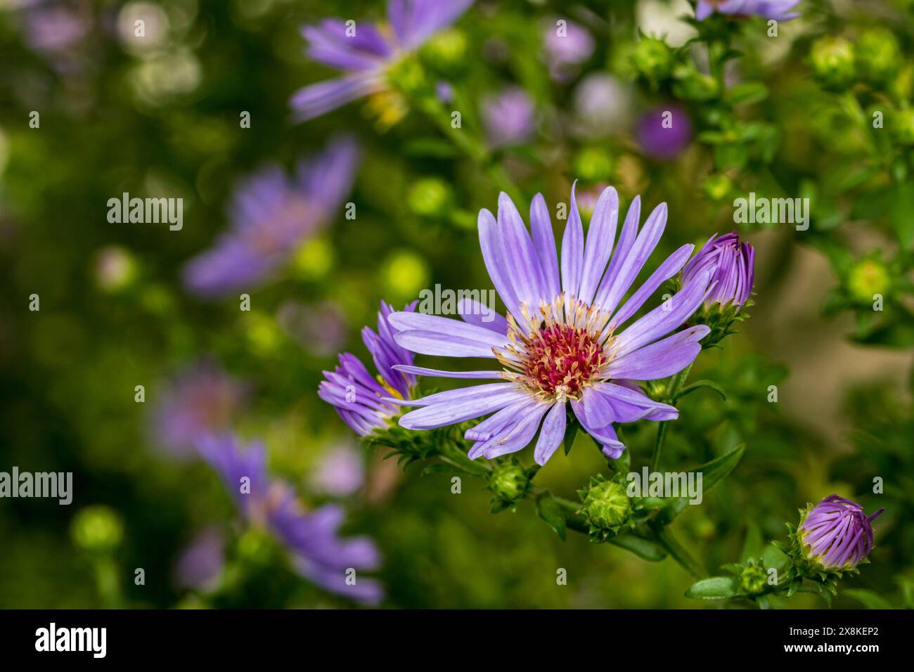 Violette Asterblüte wächst im Garten. Wildblumengarten, Gartenbau und Bestäuberlebensraumkonzept. Stockfoto