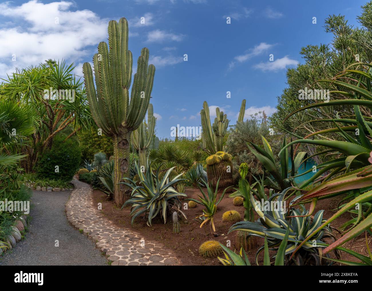 Ein Blick aus nächster Nähe auf Kakteen und im malerischen Anima Garden in Marrakesch Stockfoto