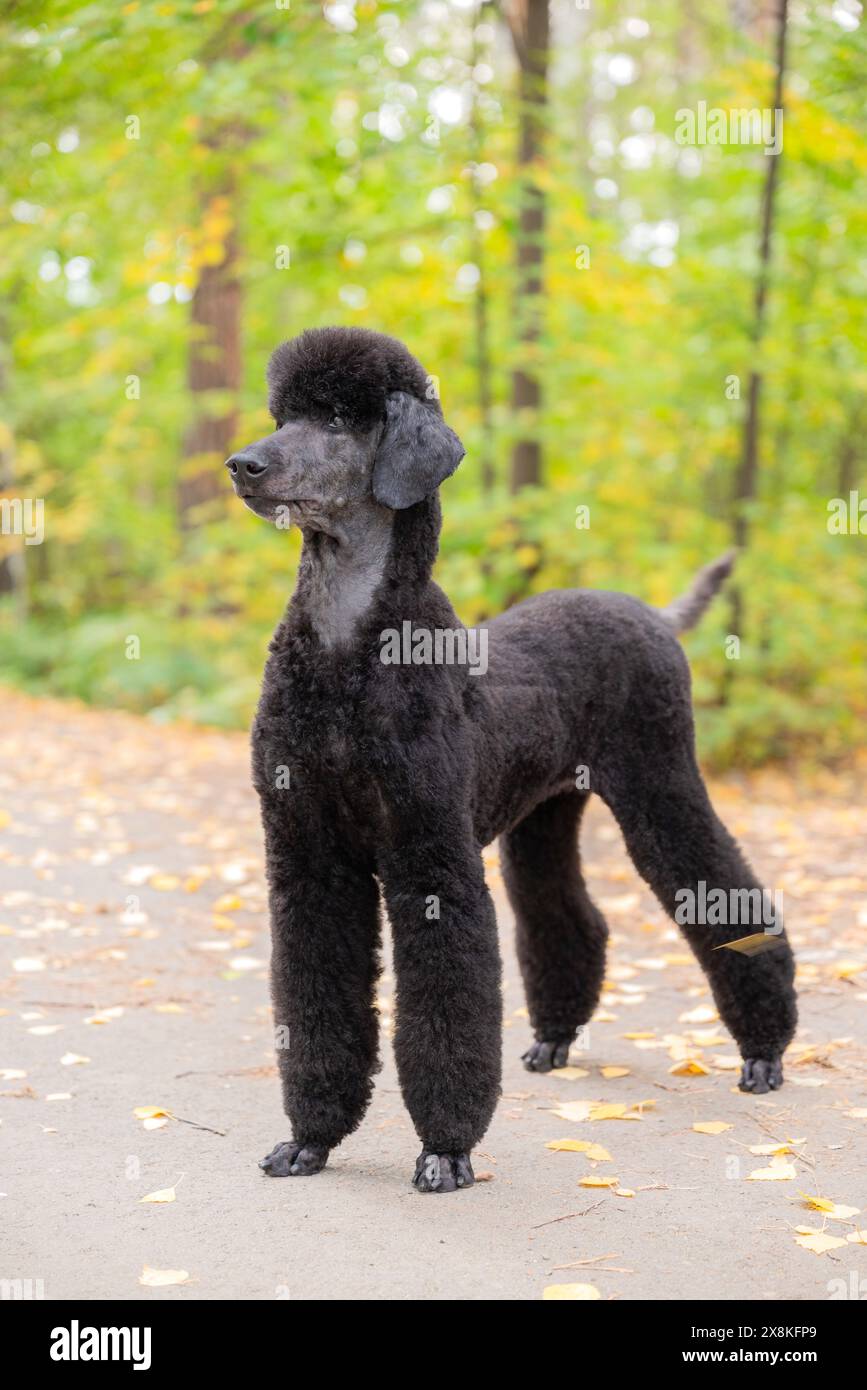 Ein großer schwarzer Königspudel mit einer herrlichen Mähne steht in einem Herbstpark mit bunten Blättern. Der Hund schaut von der Kamera weg. Stockfoto