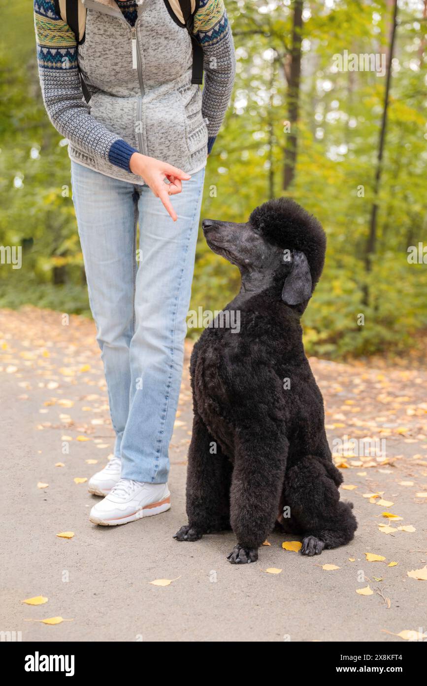 Ein schwarzer großer königlicher Pudel sitzt zu Füßen der Gastgeberin im Herbstpark und blickt nach oben. Der alte Pudelhund hört aufmerksam auf die Kommunikation des Besitzers Stockfoto