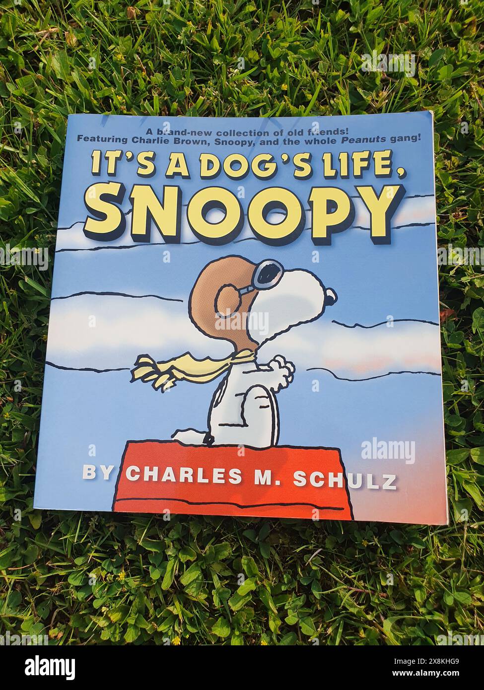 Es ist ein Hundeleben, Snoopy Comic von Charles M. Schulz in einem Garten Stockfoto