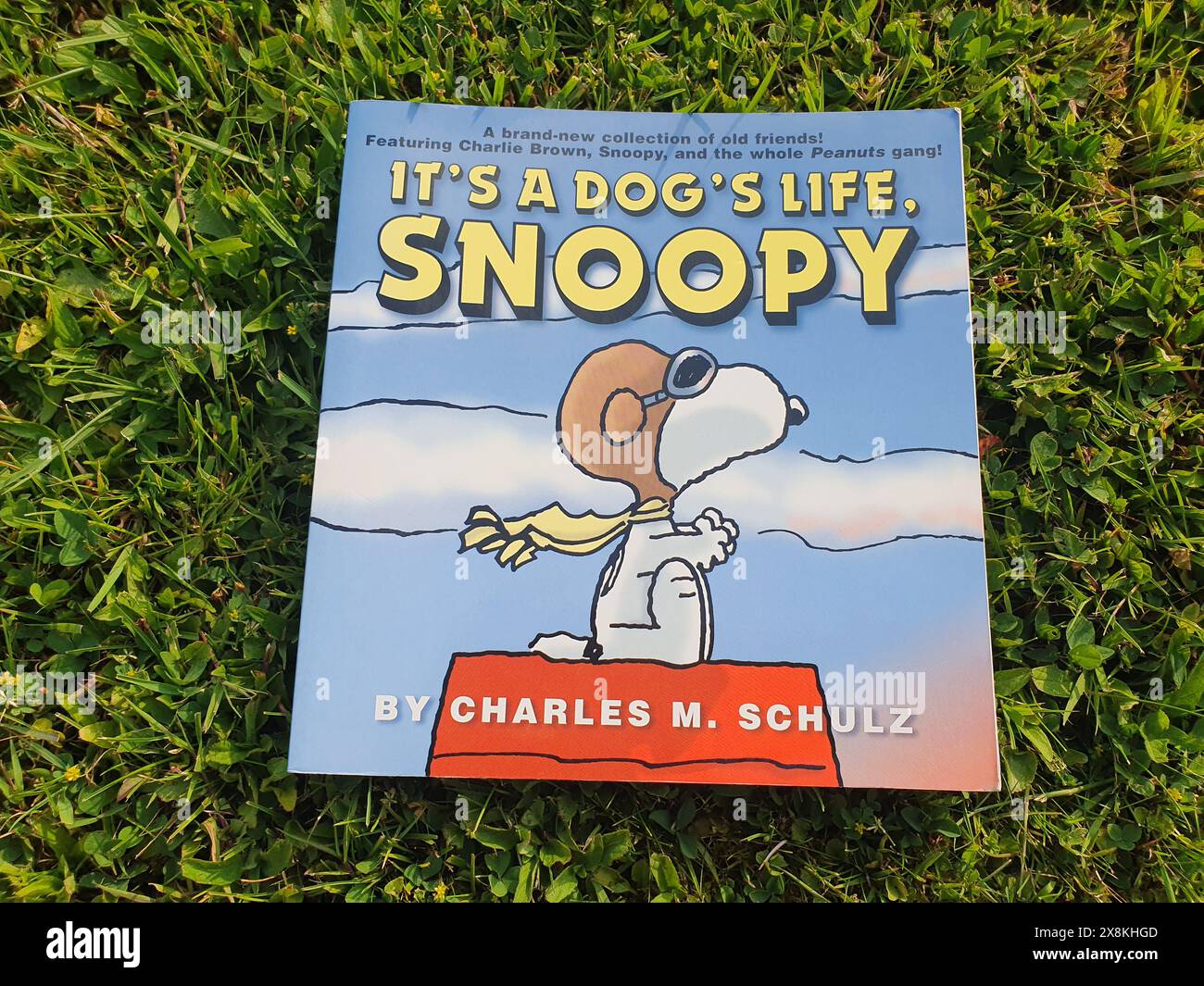 Es ist ein Hundeleben, Snoopy Comic von Charles M. Schulz in einem Garten Stockfoto