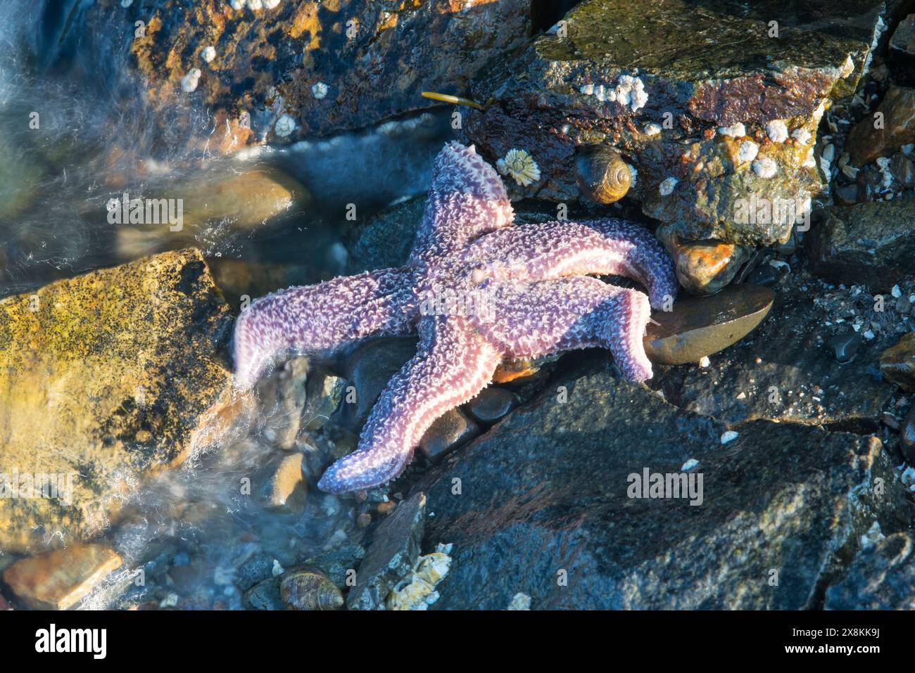 Ein violetter Seestern auf Felsen bei Ebbe im Tidal Falls Preserve in Sullivan maine. Stockfoto