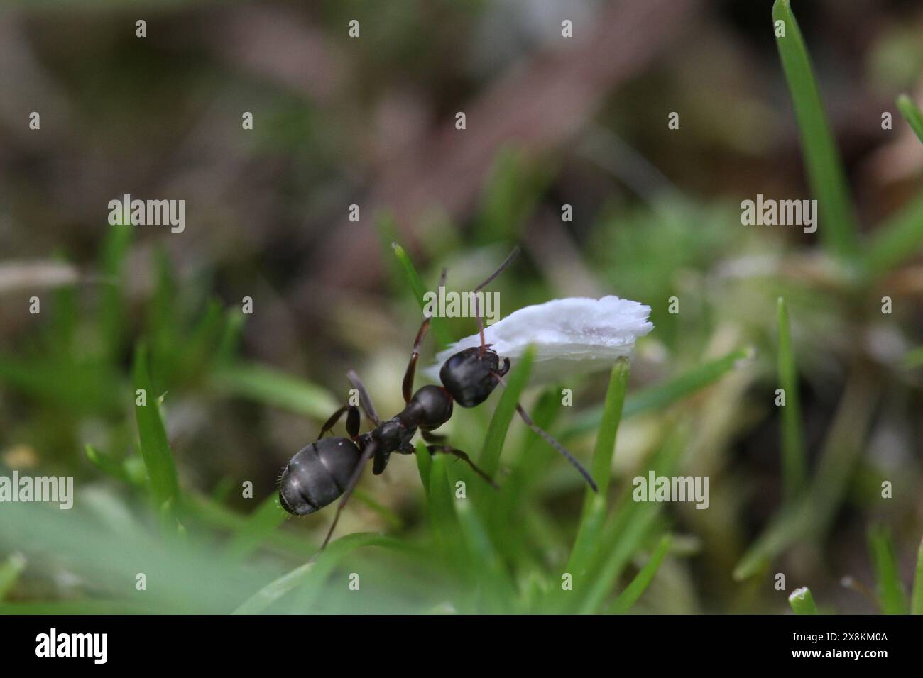 Ameise im Garten mit Essen Stockfoto