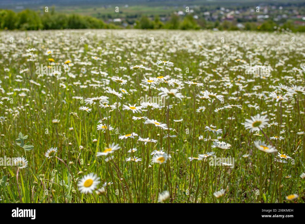Wildes Gänseblümchenfeld aus nächster Nähe, abstrakte natürliche Kulisse Stockfoto
