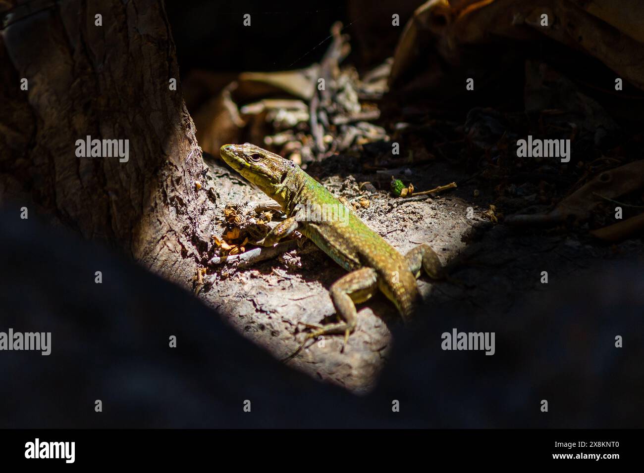 Die lebendige Wandeidechse verschmilzt in den Wald und zeigt die Schönheit der Tierwelt in der Natur. Stockfoto