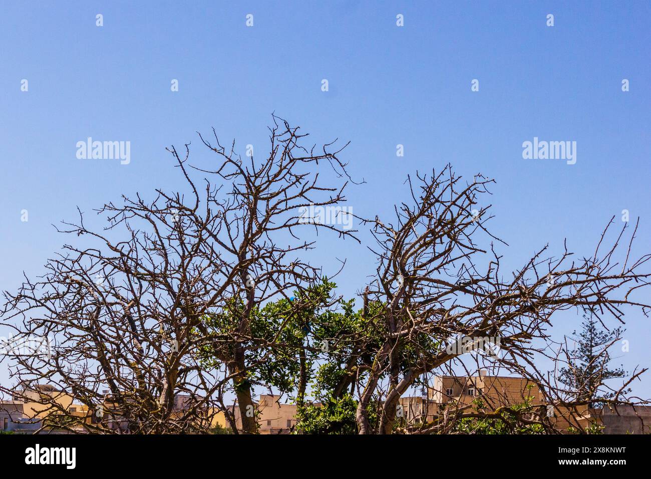 Blauer Himmel und Laubbaum vor klarem Hintergrund Stockfoto