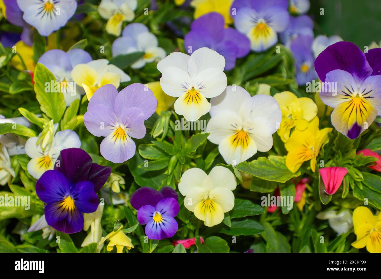 Saisonale Blumen im Frühling, Gartenblumen Stiefmütterchen Stockfoto