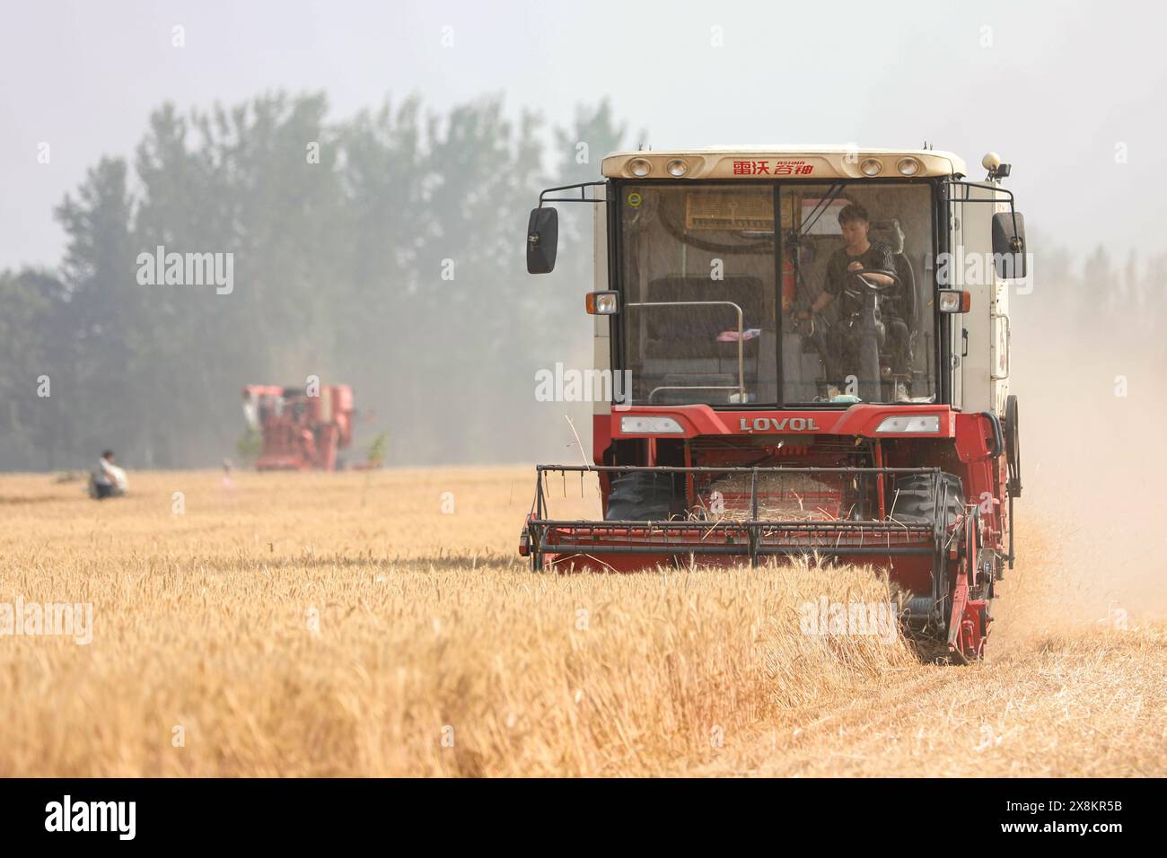 (240526) -- ZHENGZHOU, 26. Mai 2024 (Xinhua) -- Ein Sensenmann arbeitet auf den Weizenfeldern im Dorf Huangzhuang im County Suixian, Stadt Shangqiu in der zentralchinesischen Provinz Henan, 26. Mai 2024. Die Provinz Henan bereitet sich auf eine massive Weizenernte vor, die voraussichtlich um den 27. Mai 85 Millionen mu (rund 5,67 Millionen Hektar) Weizen ernten soll, wie die Landwirtschaftsabteilung der Provinz mitteilt. In diesem Jahr hat Henan einen umfangreichen Einsatz von Landmaschinen geplant, um eine reibungslose und effiziente Ernte zu gewährleisten. Insgesamt 4 Millionen Einheiten verschiedener Arten landwirtschaftlicher M Stockfoto