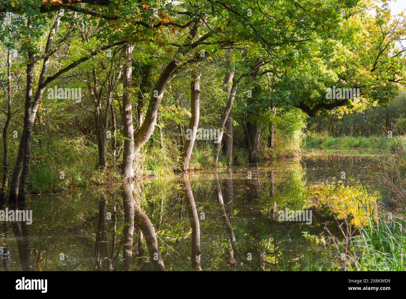 Loxwood, West Sussex, England. Blick auf den ruhigen Wey- und Arun-Kanal, Herbst, überhängende Eichen spiegeln sich im stillen Wasser. Stockfoto