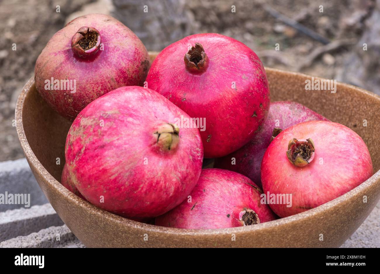 Sechs rote, ungeöffnete, frisch geerntete Granatäpfel in einer Schüssel. Stockfoto
