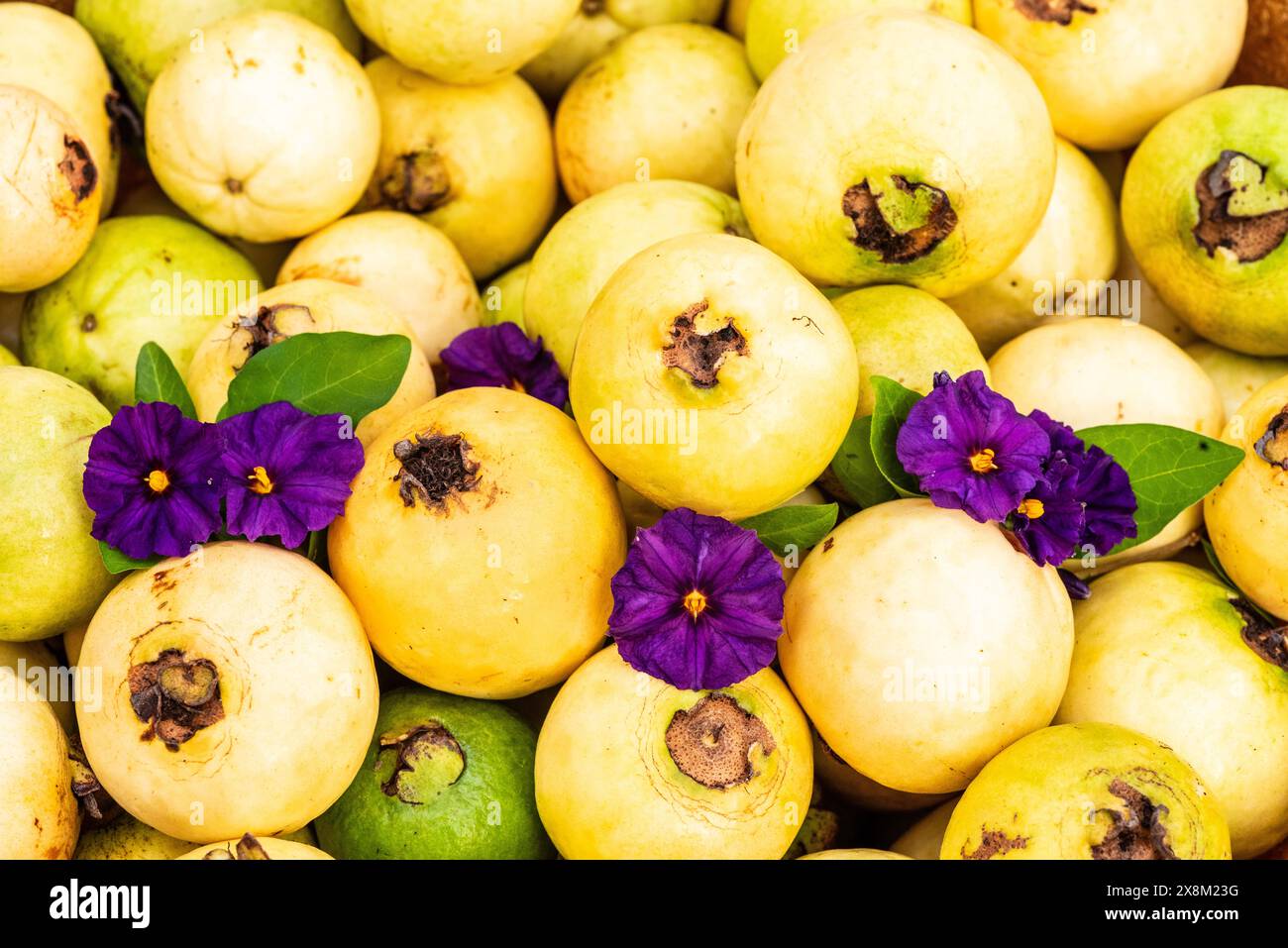 Violettblaue Blüten der Blue Potato Bush Pflanze bilden einen farbenfrohen Kontrast zu einer heimischen Gartenernte von gelben Guavas in Südkalifornien. Stockfoto