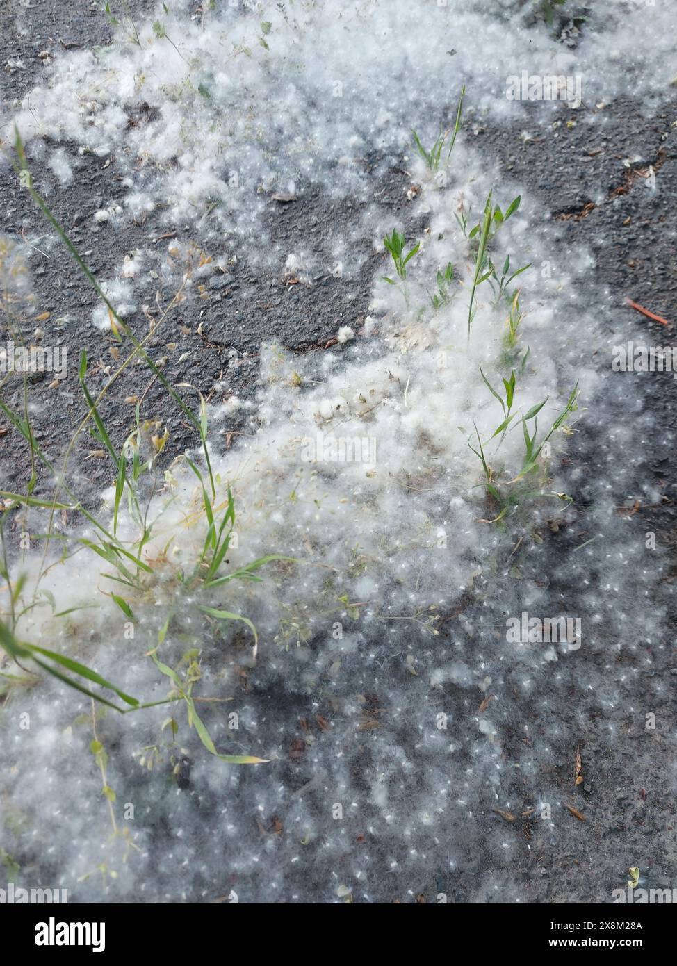 Pappelfluff auf einer Asphaltstraße. Pappelflaume im Gras verwickelt. Stockfoto