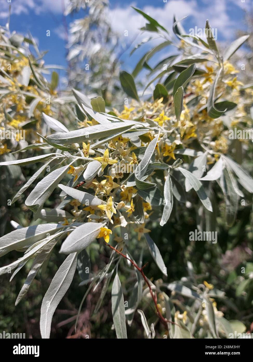 rhododendron dufthecke gelb Rhododendron Inkarho® 'Dufthecke' kaufen – Mein schöner Garten Shop main image 1