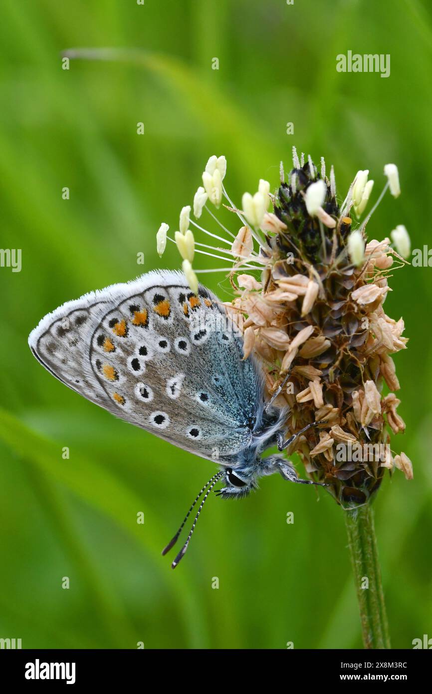 Ein gemeiner blauer Schmetterling, Derbyshire Stockfoto