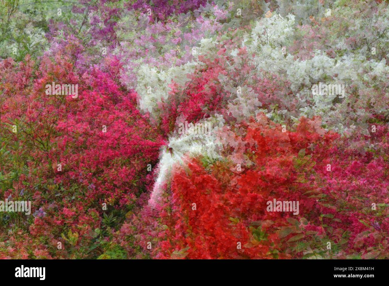 Azaleen im Frühling, Parsonage Gardens, Didsbury, Manchester. Zoom-Burst mit mehreren Belichtungen. Stockfoto