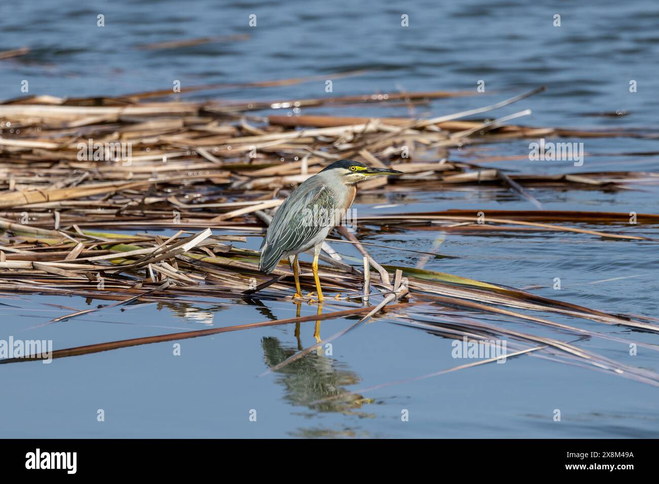 Streifenreiher - Butorides striata - Pantanos de Villa Wildlife Refuge, Peru. Erwachsene Vögel füttern zwischen Schilf Stockfoto