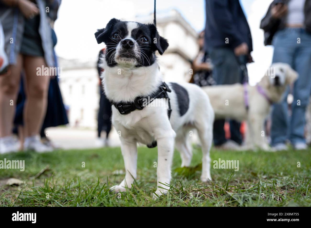 London, Großbritannien. 26. Mai 2024. Bella, eine Mischung aus Jack Russell und Chihuahua, nimmt an der Greenwich Dog Show Teil, die am Old Royal Naval College stattfindet. Hunde aller Altersgruppen und Rassen treten in verschiedenen Klassen an, um zu sehen, ob sie den begehrten Best in Show Award erhalten können. Quelle: Stephen Chung / Alamy Live News Stockfoto