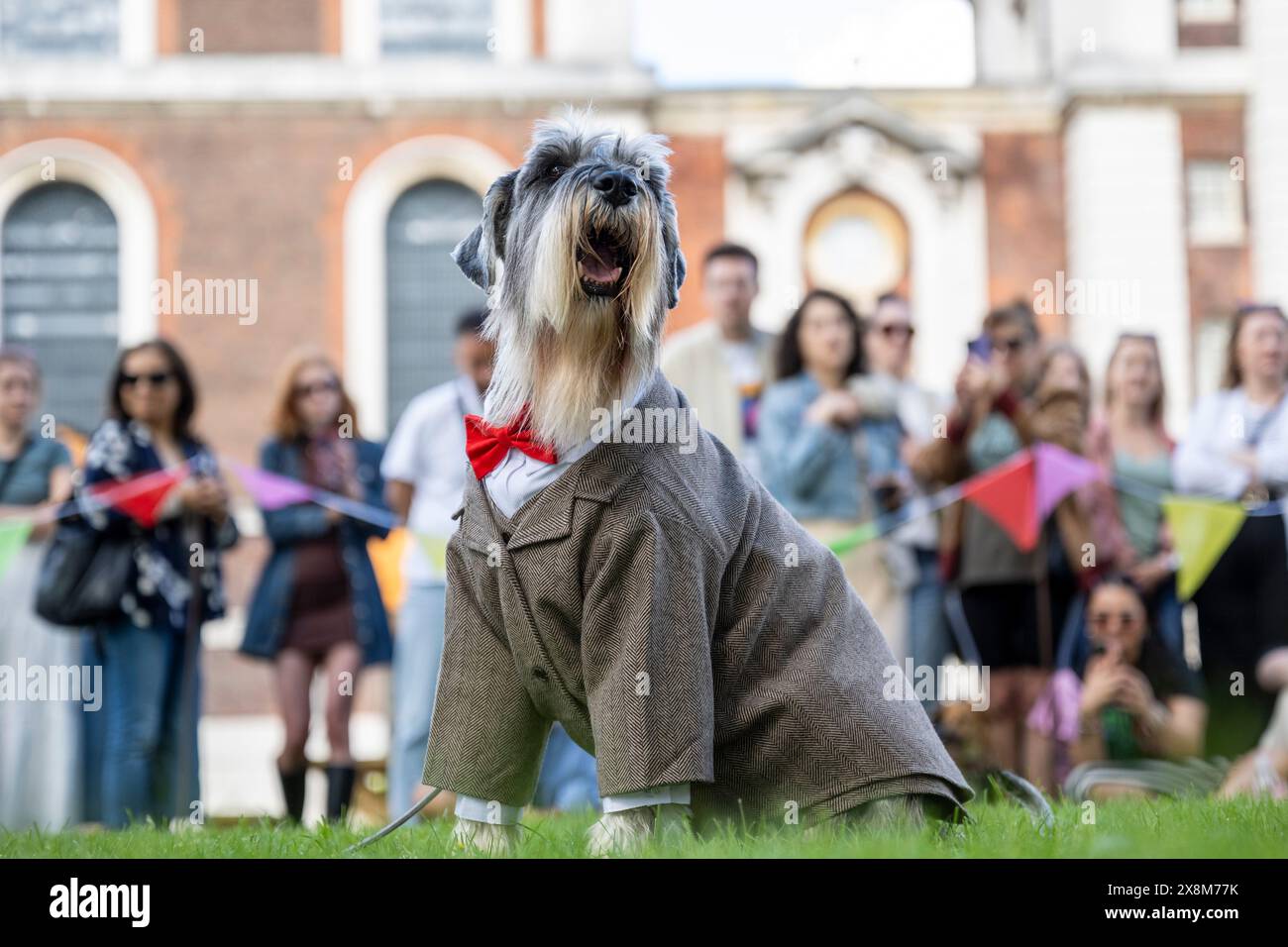 London, Großbritannien. 26. Mai 2024. Mr. Derbyshire, ein Standardschnauzer, gewinnt die beste Dressed-Klasse bei der Greenwich Dog Show, die am Old Royal Naval College stattfindet. Hunde aller Altersgruppen und Rassen treten in verschiedenen Klassen an, um zu sehen, ob sie den begehrten Best in Show Award erhalten können. Quelle: Stephen Chung / Alamy Live News Stockfoto