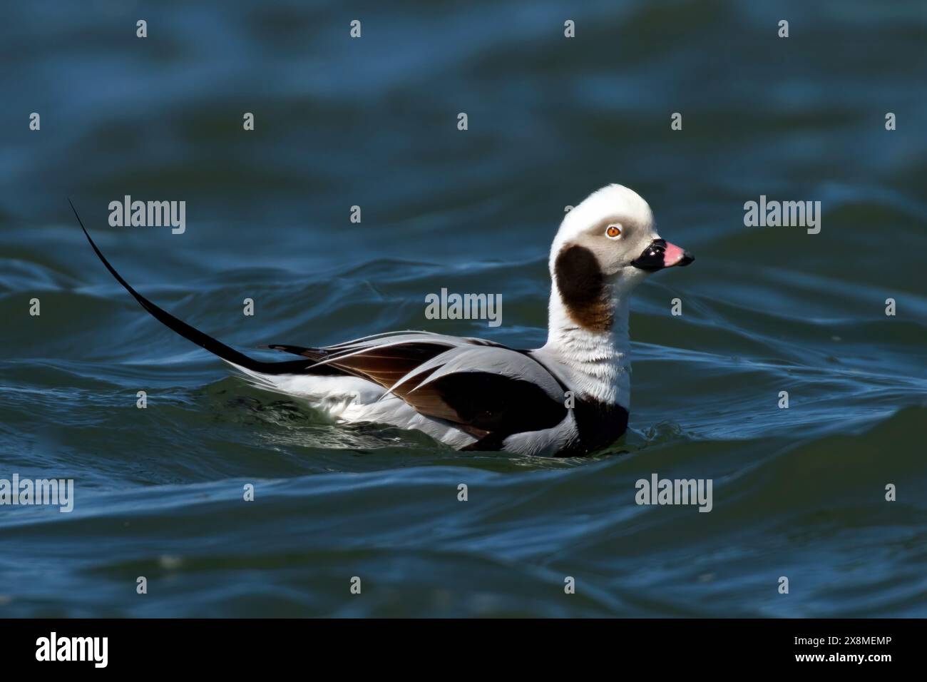 Die Langschwanzente Stockfoto