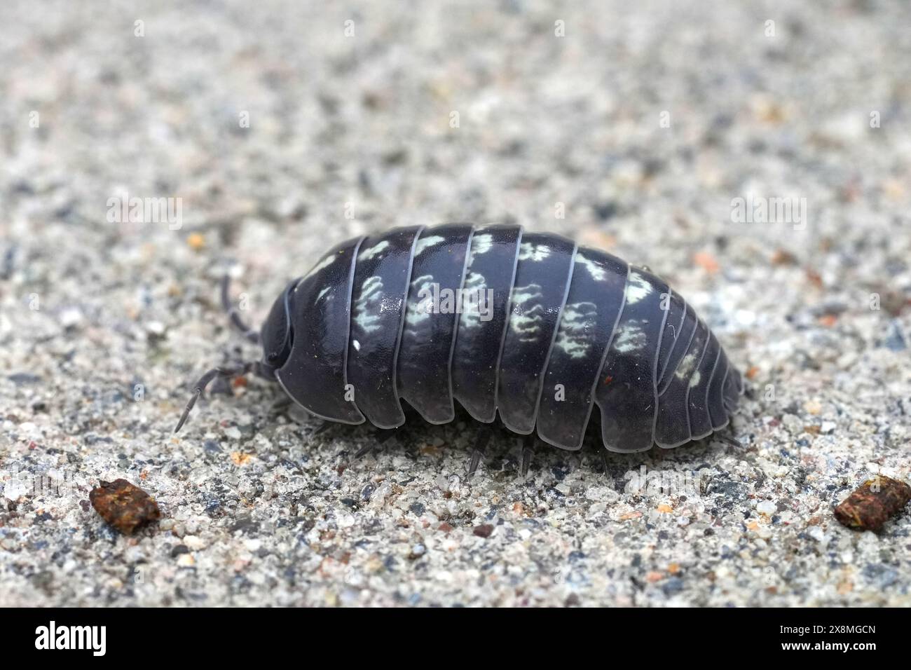 Detaillierte Nahaufnahme eines ungewöhnlichen bunten Pillenkäfers, Armadillidium vulgare in Nordkalifornien Stockfoto