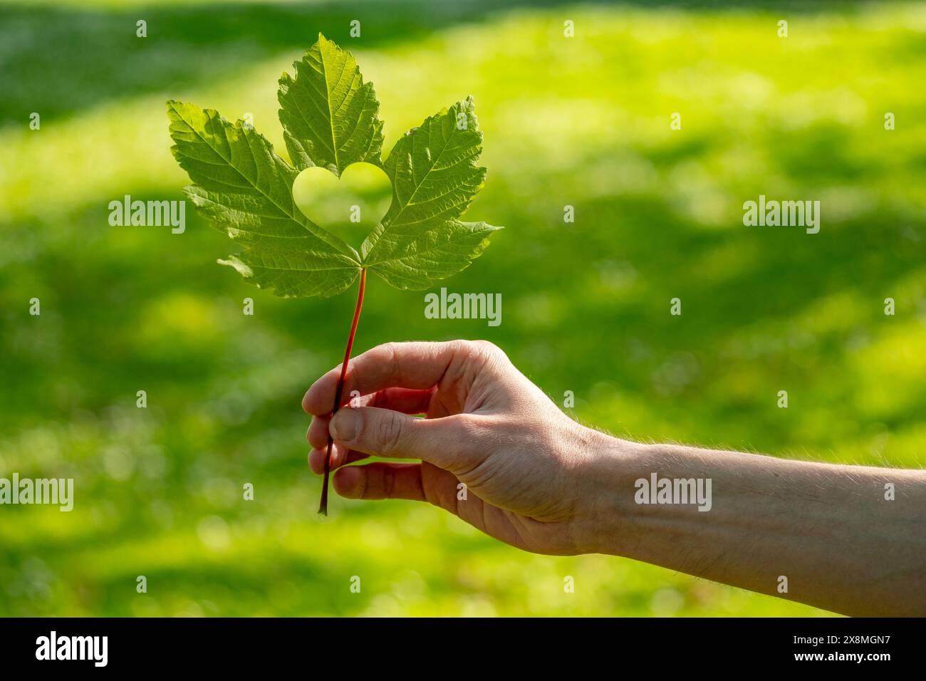 Männliche Hand, die herzförmiges grünes Blattholz hält, Verbindung zwischen Natur und Herzgesundheit, Herzpflege, umweltfreundliches Leben Stockfoto