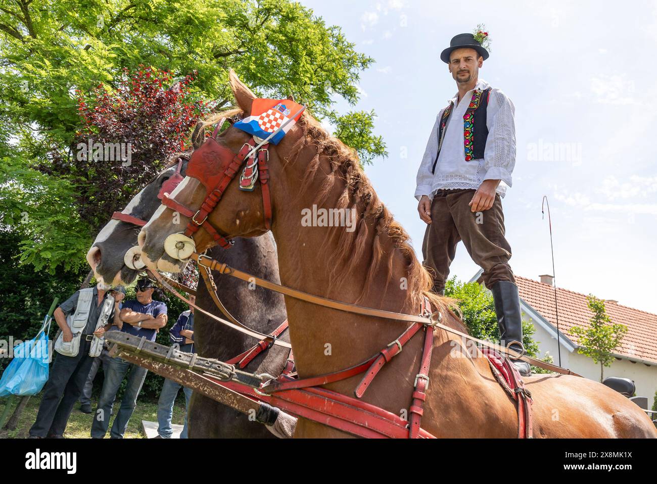 Osijek, Kroatien. Mai 2024. Der Mann steht auf einem Pferderücken und nimmt an der Prozession während der Veranstaltung „Straßen unseres Dorfes“ Teil, die vom Pferdezuchtverband „Baranjac“ am 26. Mai 2026 im Dorf Jagodnjak in der Nähe von Osijek, Kroatien, organisiert wurde. Foto: Davor Javorovic/PIXSELL Credit: Pixsell/Alamy Live News Stockfoto