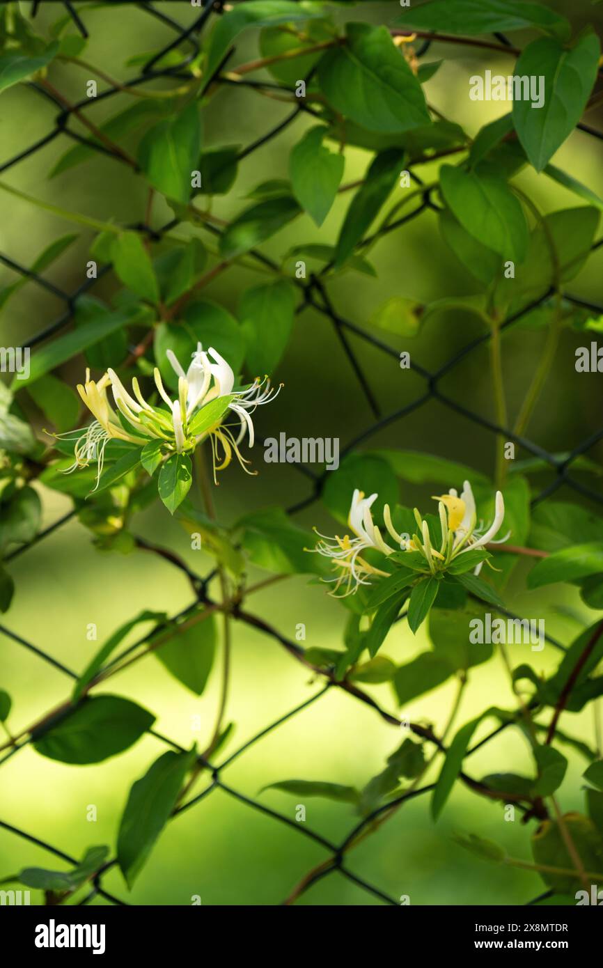 Nahaufnahme der Blume auf einem Zaun. Stockfoto