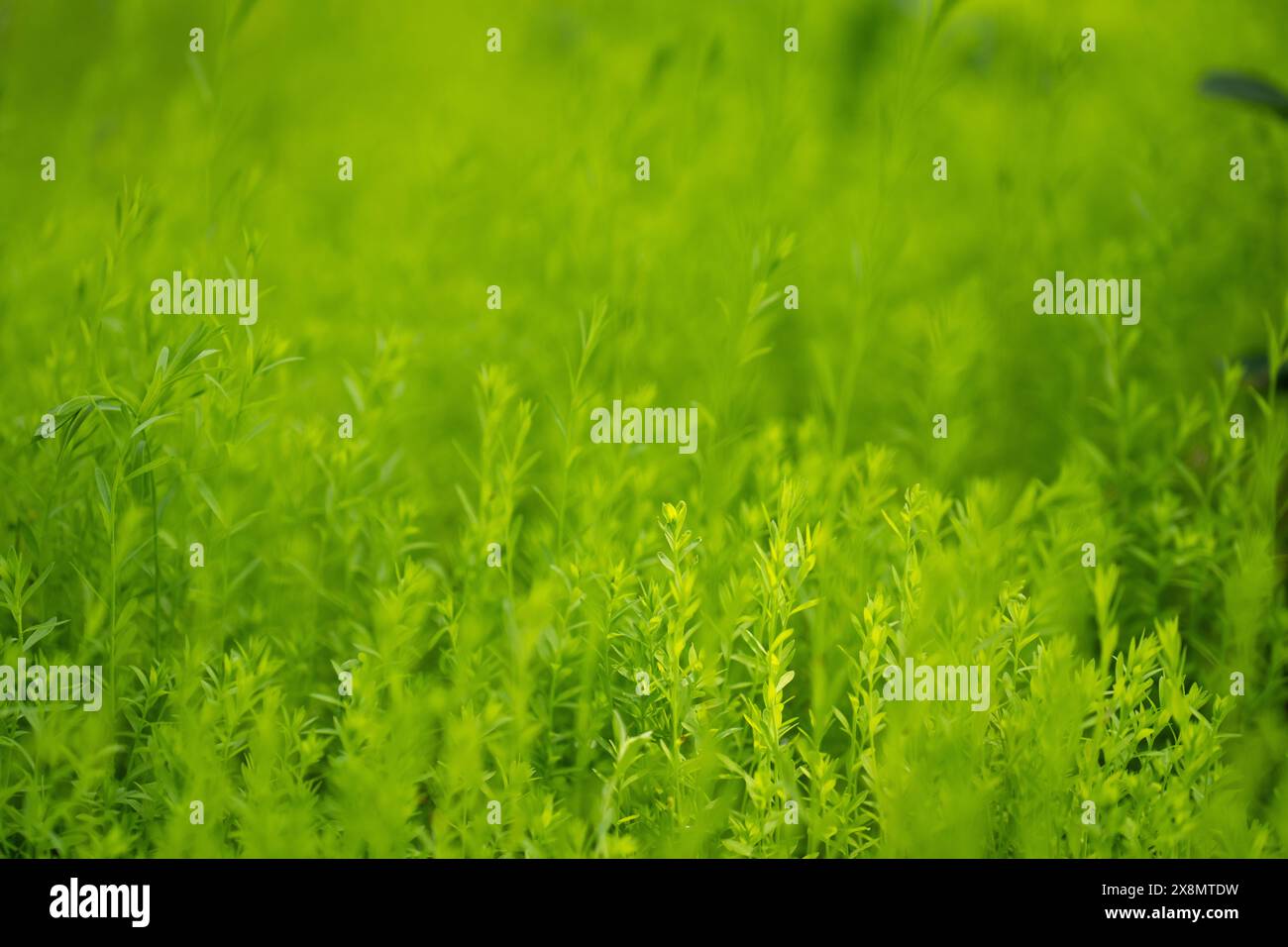 Verschwommener Natur-grüner Frühlings- und Sommer-Bokeh-Hintergrund. Stockfoto