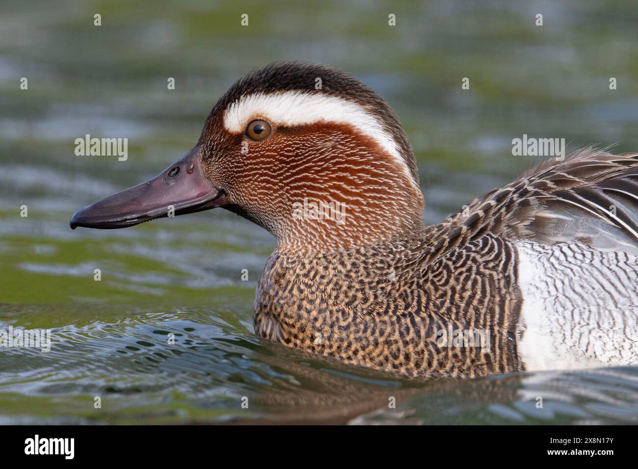 Nahaufnahme eines drake Garganey (Spatula querquedula) in Großbritannien Stockfoto