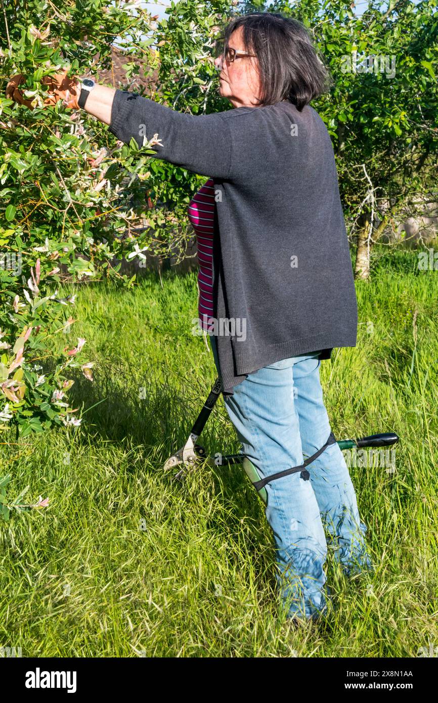 Frau, die in ihrem Garten Büsche abschneidet. Stockfoto