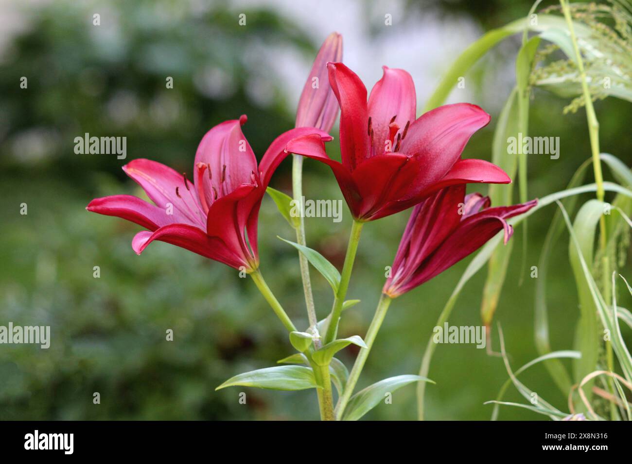 Lilie oder Lilium mehrjährige krautige Blütepflanze mit drei großen dunkelroten, vollständig offenen Blüten mit sechs Tepalen, die sich frei ausbreiten Stockfoto