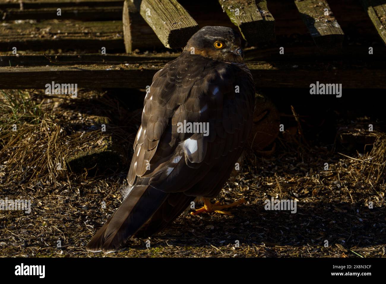 Accipiter nisus Familie Accipitridae Gattung Accipiter Eurasian Sparrowhawk wilde Natur Raubvogel Fotografie, Bild, Tapete Stockfoto