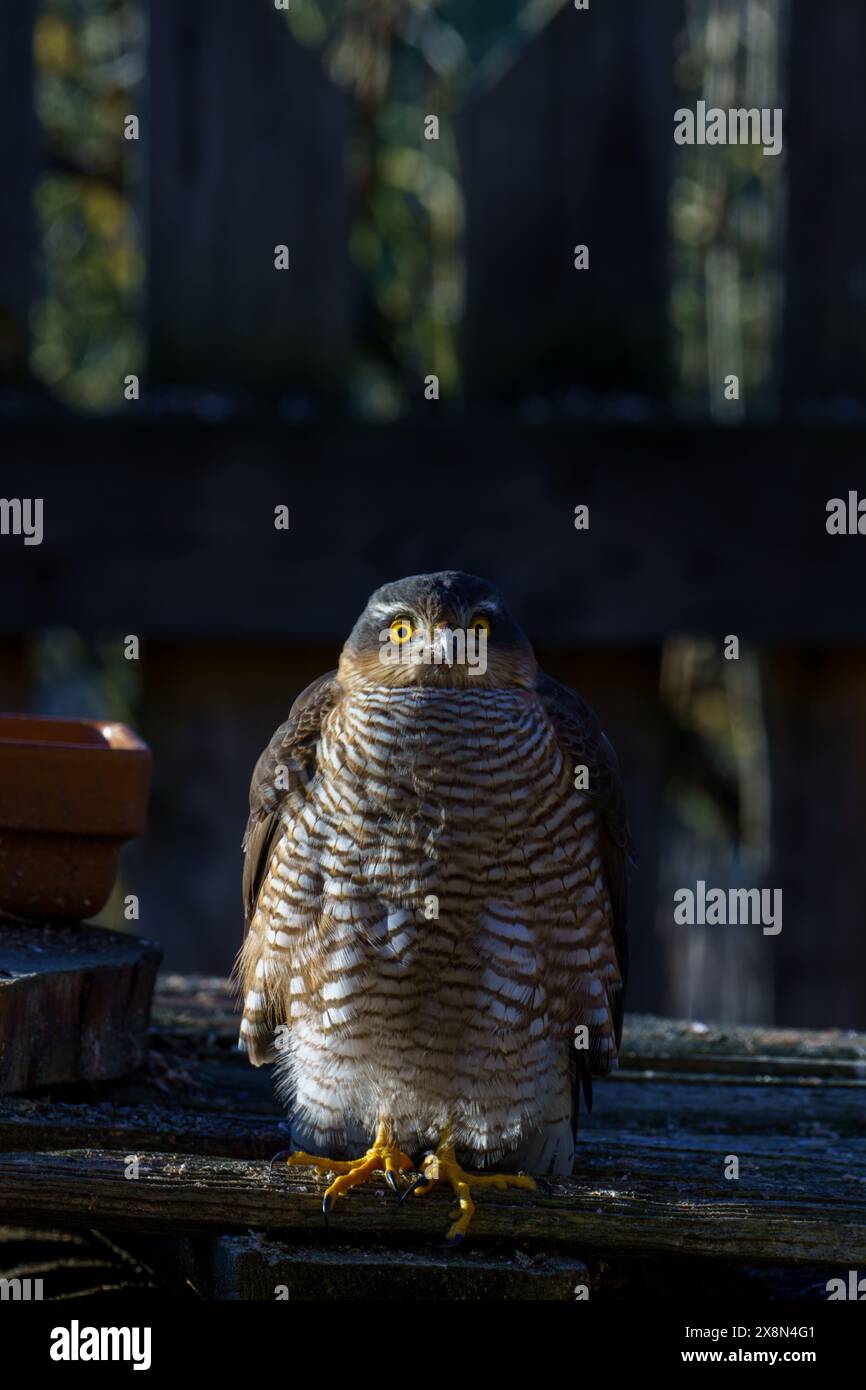 Accipiter nisus Familie Accipitridae Gattung Accipiter Eurasian Sparrowhawk wilde Natur Raubvogel Fotografie, Bild, Tapete Stockfoto