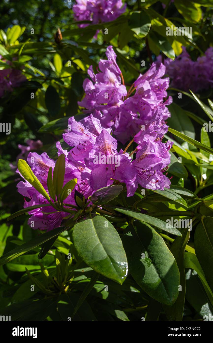 Nahaufnahme von leuchtenden violetten Rhododendronblüten mit komplizierten Mustern, umgeben von glänzend grünen Blättern, in Sonnenlicht getaucht. Stockfoto