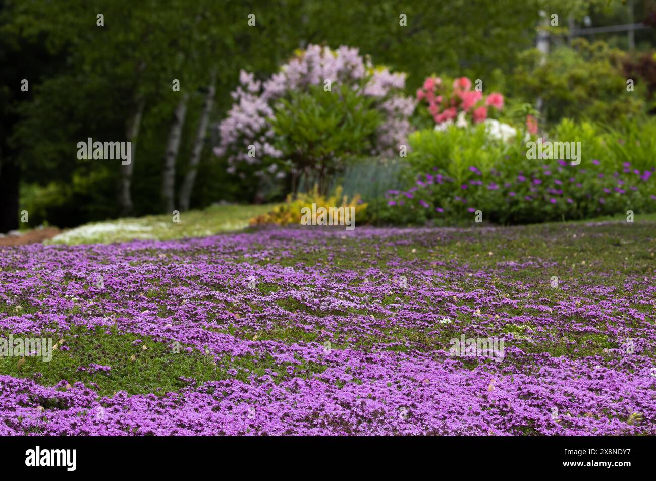 Thymian rasen -Fotos und -Bildmaterial in hoher Auflsung  Alamy