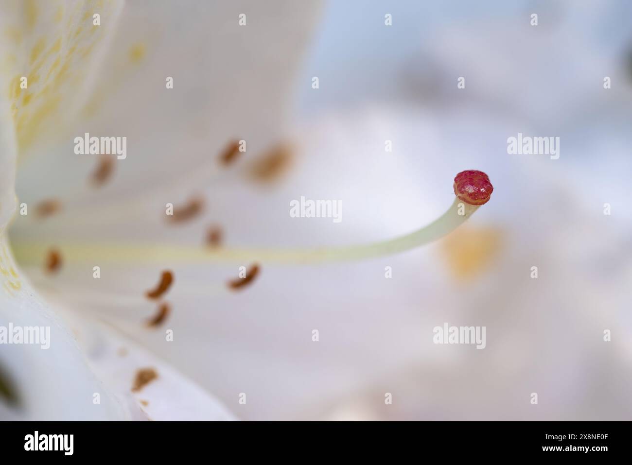 Makrobild der Stamen einer Rhododendronblume. Stockfoto