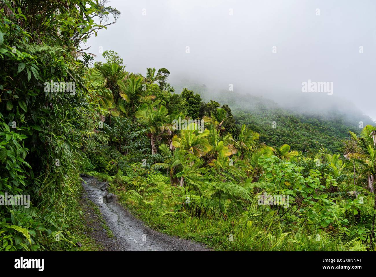 Wanderweg am Hügel durch die bewölkte Landschaft des El yunque Nationalwaldes in puerto rico Stockfoto