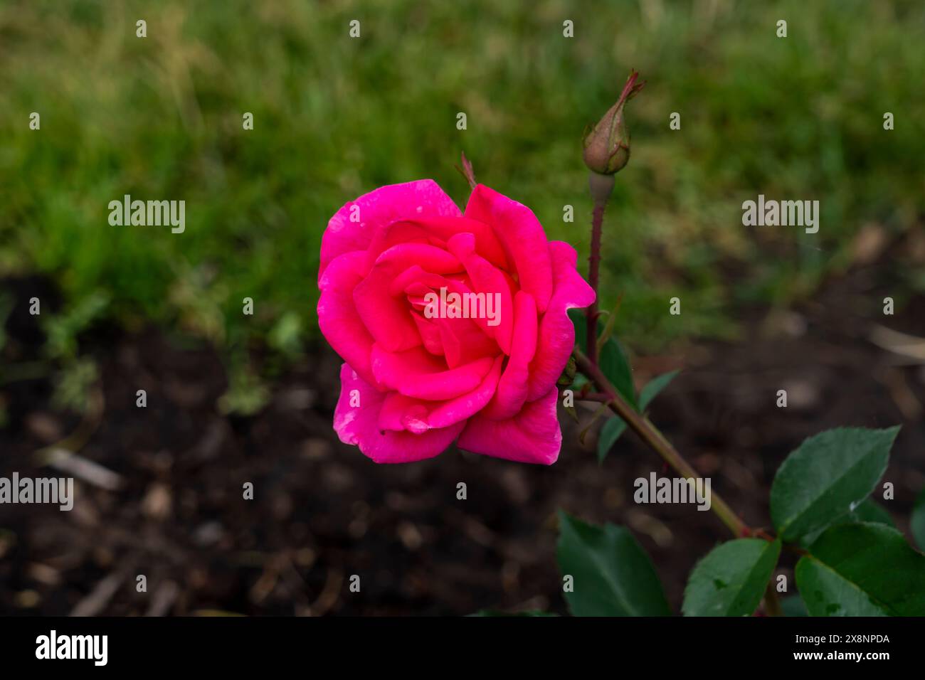 Eine rosa Freedom Rose, die im Garten wächst. Usa. Stockfoto