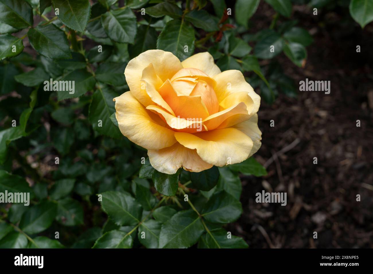 St. Tropez Rose Blumen wachsen im Garten. Usa. Stockfoto
