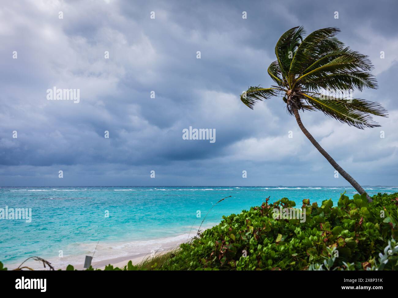 Seezunge, die bei starkem Wind weht und auf den Abacos-Inseln einströmende Strorm signalisiert. Stockfoto