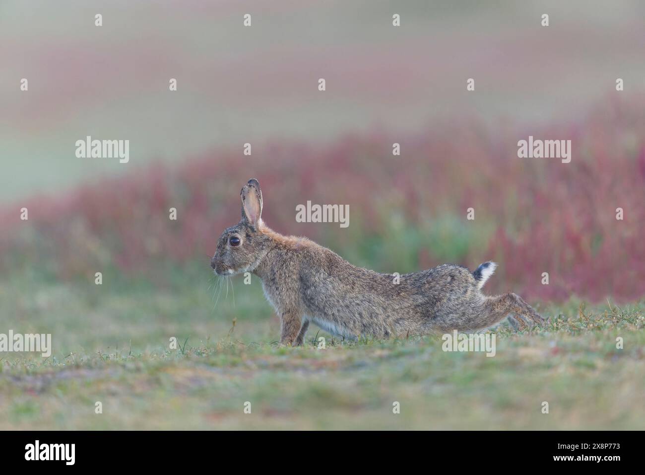 Europäisches Kaninchen Oryctolagus cuniculus, Stretching für Erwachsene, Naturschutzgebiet Minsmere RSPB, Suffolk, England, Mai Stockfoto