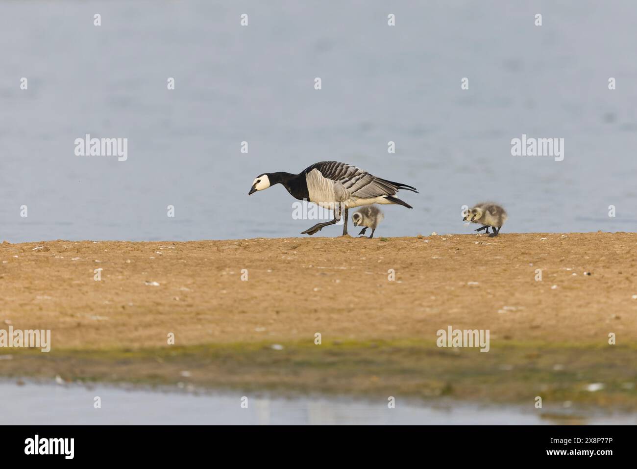 Barnacle Gans Branta leucopsis, Erwachsene und 3 Gänse zu Fuß auf der Insel, Minsmere RSPB Reserve, Suffolk, England, Mai Stockfoto