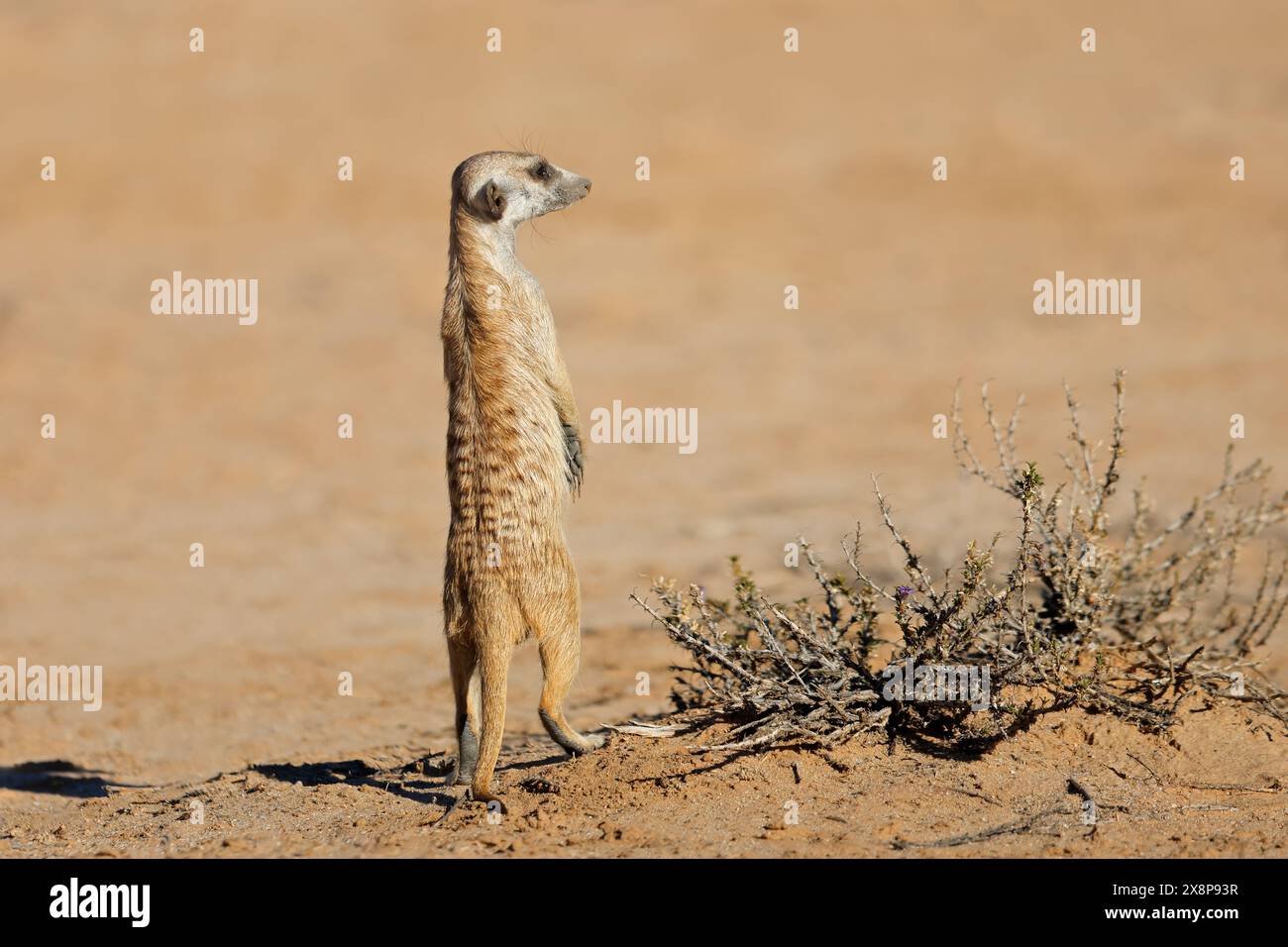 Alarmmeerkat (Suricata suricatta) in natürlichem Lebensraum, Kalahari-Wüste, Südafrika Stockfoto