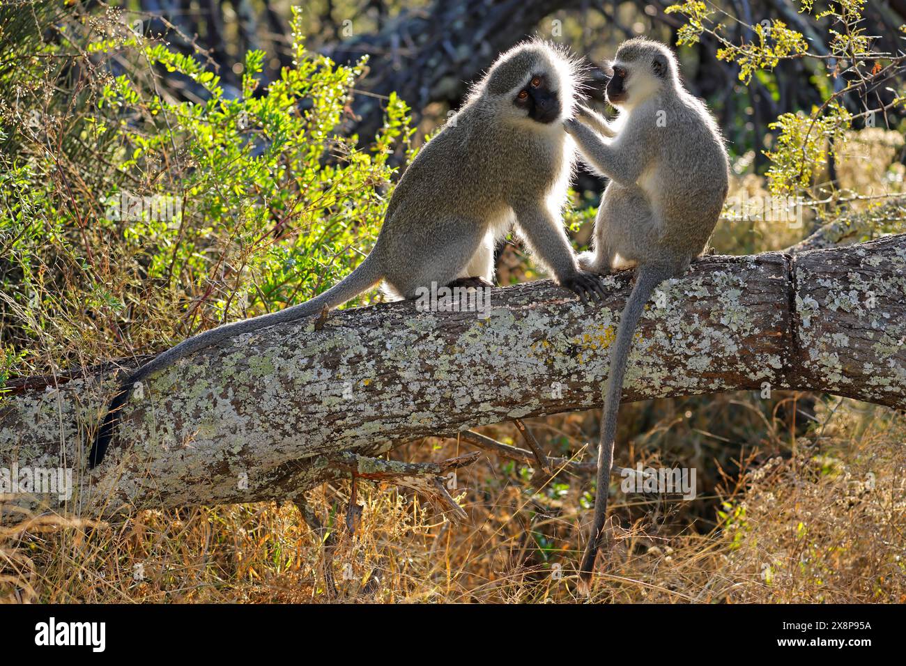 Ein Paar hinterleuchteter Weißaffen (Cercopithecus aethiops), die auf einem Baum sitzen, Südafrika Stockfoto