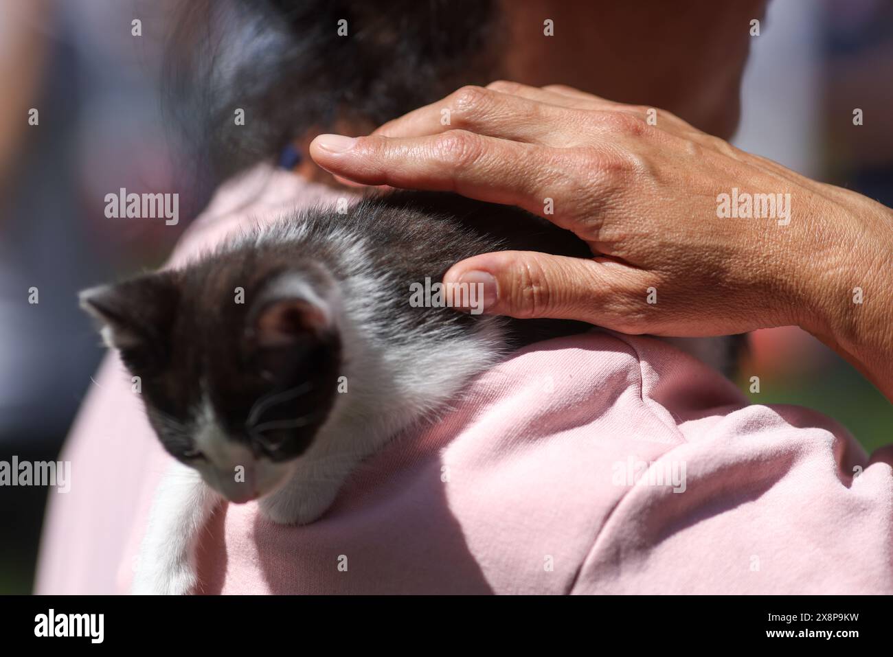 Details mit geringer Schärfentiefe (selektiver Fokus) mit den Händen einer Frau, die ein gerettetes Kätzchen während einer Tieradoption hält. Stockfoto