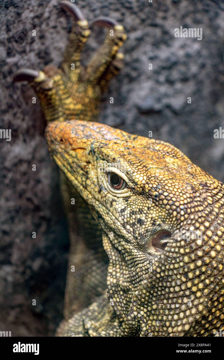 Porträt des Wassermonitors (Varanus salvator) Stockfoto
