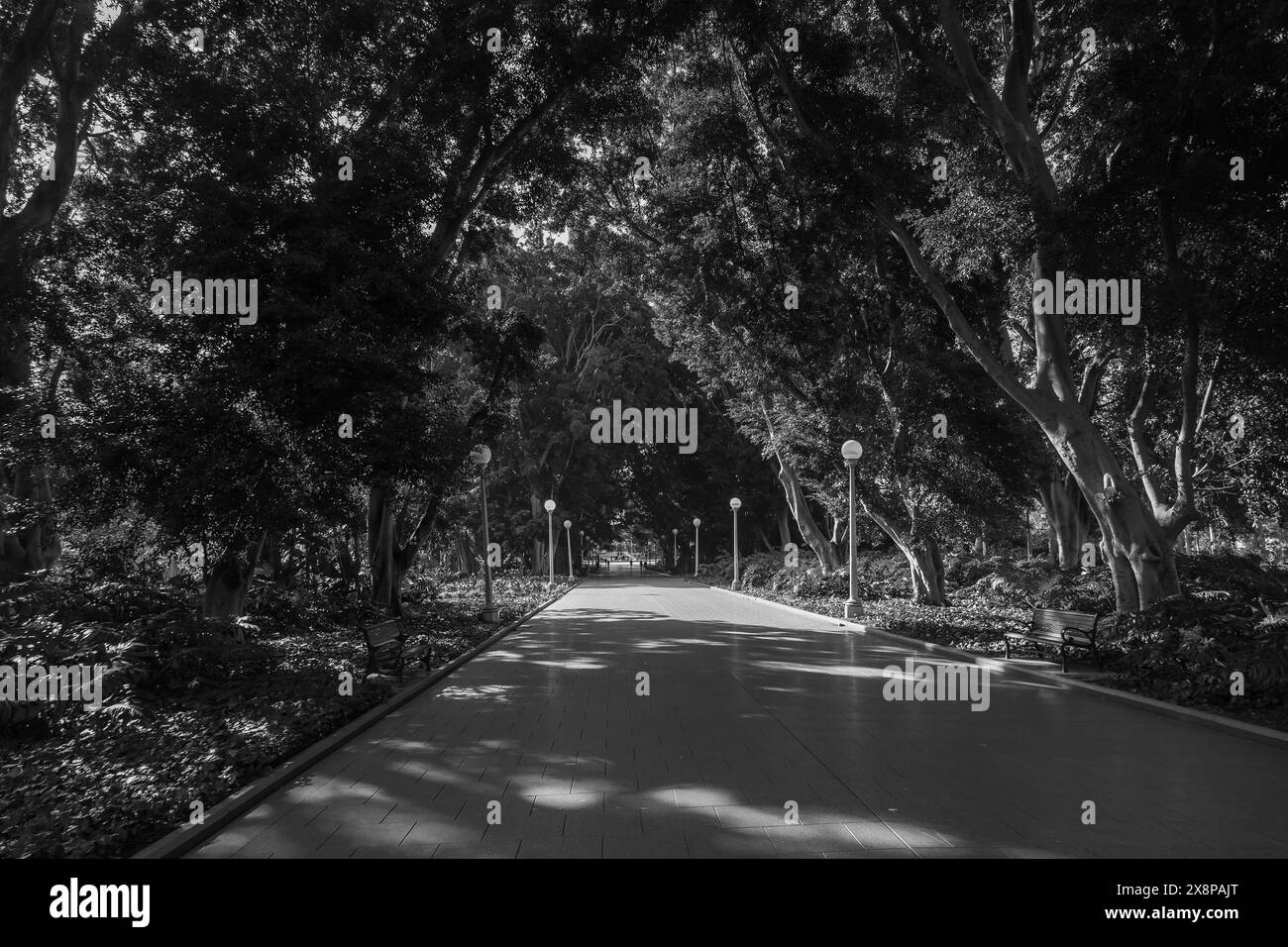 Sydney, Australien. Montag, 4. Mai 2020. Der Hyde Park im zentralen Geschäftsviertel von Sydney ist heute ziemlich leer. Die neuen Regeln erlauben Zweiergruppen Stockfoto